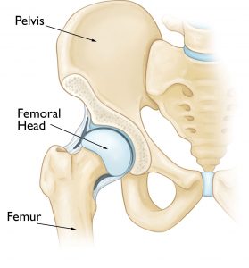 hip joint physiyoga