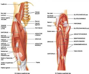 hip muscles physiyoga