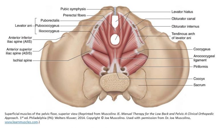 Pelvic floor physiyoga